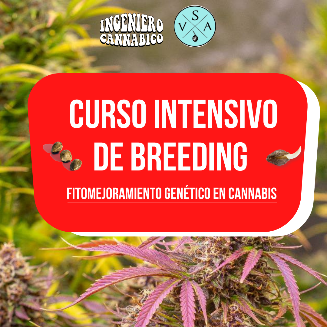 Curso de cultivo de cannabis indoor