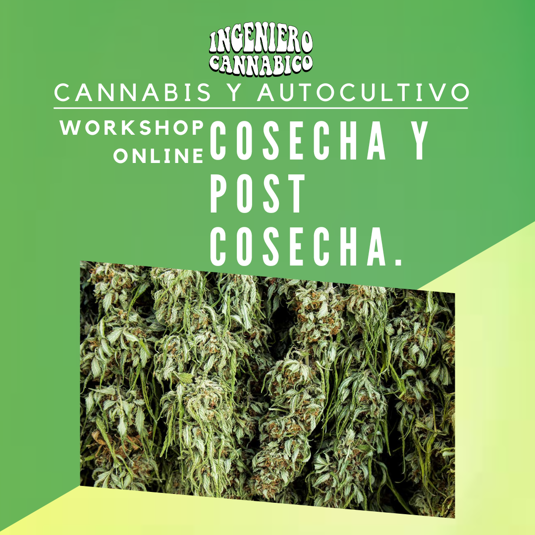 Curso de Cosecha y post cosecha de cannabis