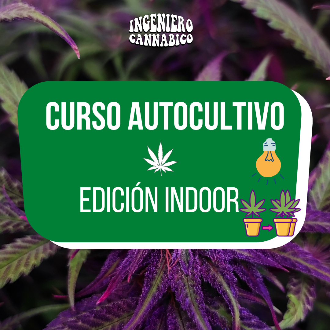 Curso de cultivo de cannabis indoor