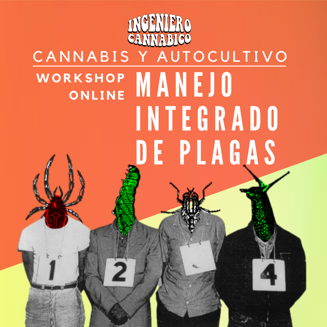 Curso de Cosecha y post cosecha de cannabis